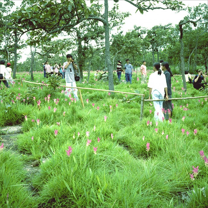 The orchid festivale III. Thung Doggragiaubhan, Thailand 1999. ©Thera Mjaaland/BONO 2022